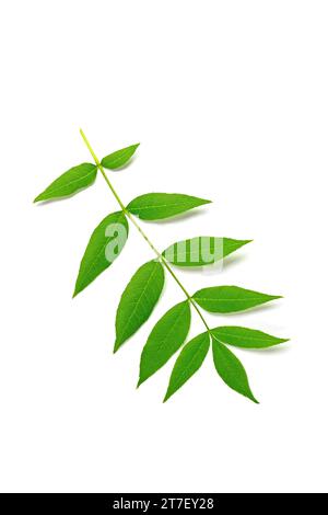 Blatt einer Esche vor weißem Hintergrund Stockfoto