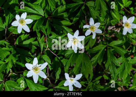 Weiße Blumen mit dem verschwommenen Hintergrund von Bäumen und blauem Himmel. Im Eichenwald blüht die wunderschöne Anemone Nemorosa. Tapete mit Blumenmuster der Saison. Stockfoto