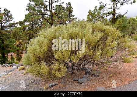 Retama del Teide oder Retama del Pico (Spartocytisus supranubius) ist ein Strauch, der in den Bergen von Teneriffa und La Palma endemisch ist. Dieses Foto wurde in Las gemacht Stockfoto