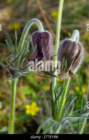 Pulsatilla patens. Pulsatilla osterblume auf der Wiese. Blühende Pulsatilla pratensis. Flauschiges lila Frühlingsblumen Traumgras. Primrose während der Stockfoto