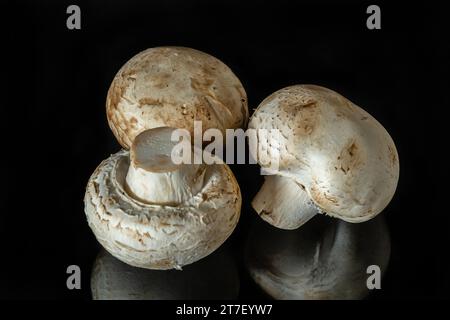 Champignons auf einer schwarzen Spiegelfläche isoliert auf schwarzem Hintergrund. Stockfoto