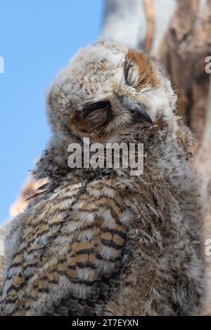 Baby-Großhorneule im Frühlingsnest, Weißer Hengst-Gast-Ranch, Marana, Arizona Stockfoto