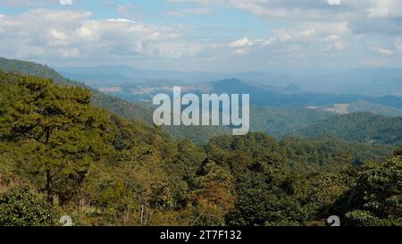 Riesiges Walddach mit Bergkulisse Stockfoto