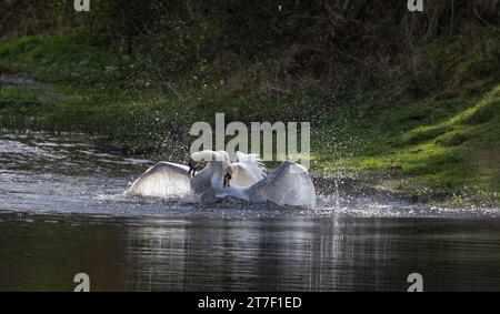 Männliche stumme Schwan-Aggression. Zwei männliche Schwäne (cygnus olor) kämpfen um das Territorium. Stockfoto