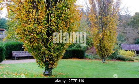 Fagus Sylvatica Dawyck - John Gollop Stockfoto