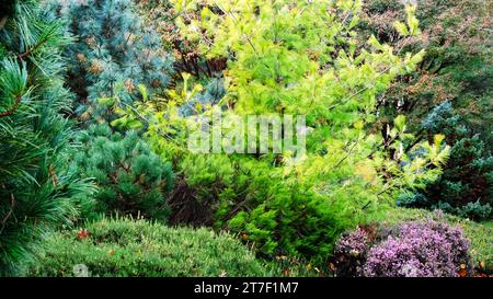 Herbstliche britische immergrüne Gartengrenze mit Pinus Strobus 'Louie' - John Gollop Stockfoto