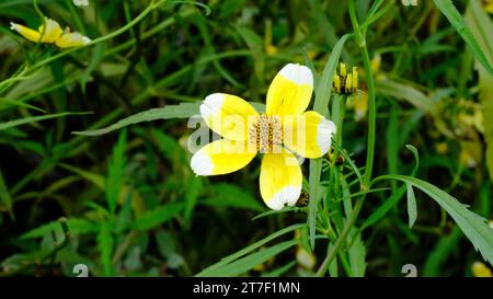 Herbstblühende Bidens Aurea 'Hannay Lemon Drop - John Gollop Stockfoto