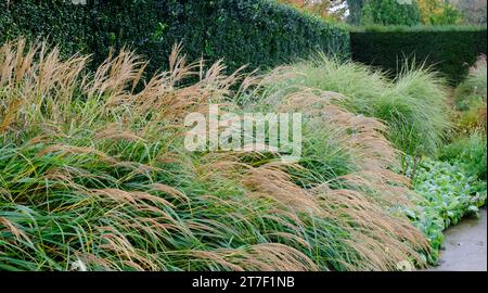 Herbstliche britische Gartengrenze voller Miscanthus - John Gollop Stockfoto