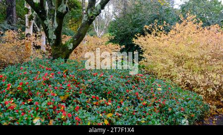 Herbstgrenze mit Skimmia Japonica und Cornus Alba - John Gollop Stockfoto