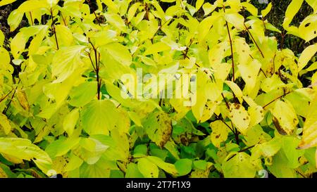 Die herbstlichen Blätter von Cornus Alba 'Aurea' - John Gollop Stockfoto