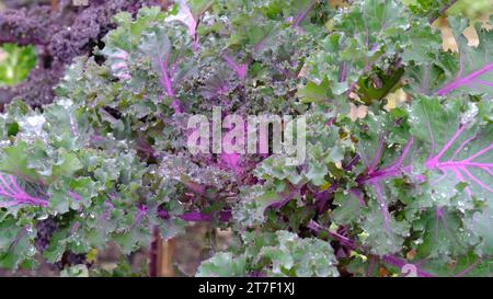 Curly Kale 'Candy Floss' - John Gollop Stockfoto