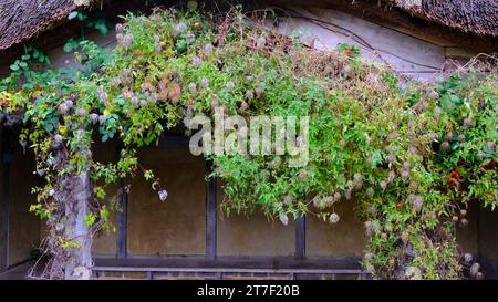 Die flauschigen Samenköpfe von Clematis 'Bill Mackenzie' im Herbst - John Gollop Stockfoto