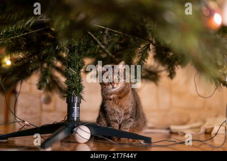 15.11.2023, Weihnachten 2023 in Deutschland, ein festlich dekorierter Weihnachtsbaum in einer Wohnung im Unterallgäu. Am fuss des Baumes sitzt eine Hauskatze 15.11.2023, Weihnachtsbaum 15.11.2023, Weihnachtsbaum *** 15 11 2023, Weihnachten 2023 in Deutschland, Ein festlich geschmückter Weihnachtsbaum in einer Wohnung im Unterallgäu sitzt Eine Hauskatze am Fuße des Baumes 15 11 2023, Weihnachtsbaum 15 11 2023, Weihnachtsbaum Credit: Imago/Alamy Live News Stockfoto