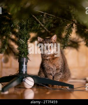 15.11.2023, Weihnachten 2023 in Deutschland, ein festlich dekorierter Weihnachtsbaum in einer Wohnung im Unterallgäu. Am fuss des Baumes sitzt eine Hauskatze 15.11.2023, Weihnachtsbaum 15.11.2023, Weihnachtsbaum *** 15 11 2023, Weihnachten 2023 in Deutschland, Ein festlich geschmückter Weihnachtsbaum in einer Wohnung im Unterallgäu sitzt Eine Hauskatze am Fuße des Baumes 15 11 2023, Weihnachtsbaum 15 11 2023, Weihnachtsbaum Credit: Imago/Alamy Live News Stockfoto