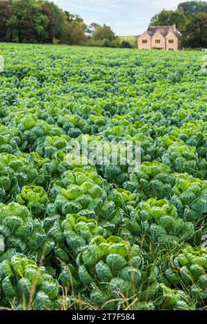 Der Rosenkohl wächst auf einem Feld in der Nähe des Dorfes Bourton in Cotswold auf dem Hügel Gloucestershire, England, Großbritannien Stockfoto