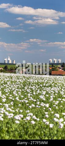 Mohnfeld und Kernkraftwerk Dukovany, Tschechische Republik, vertikales Panorama Stockfoto