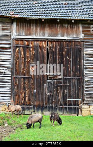 Schafe vor einer rustikalen Scheunentür Stockfoto