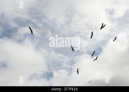 Störche sind große, langbeinige, langhalsige Watvögel mit langen, kräftigen Schellen. Sie gehören zur Familie Ciconiidae und bilden den CIC-Orden Stockfoto