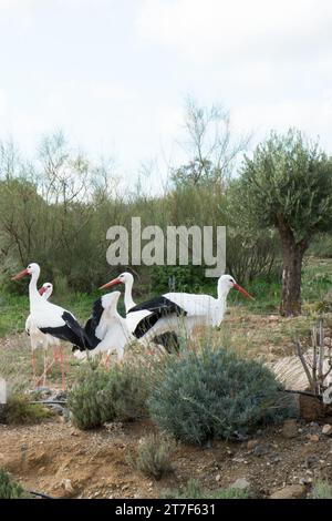 Störche sind große, langbeinige, langhalsige Watvögel mit langen, kräftigen Schellen. Sie gehören zur Familie Ciconiidae und bilden den CIC-Orden Stockfoto