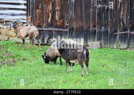 Schafe vor einer rustikalen Scheunentür Stockfoto