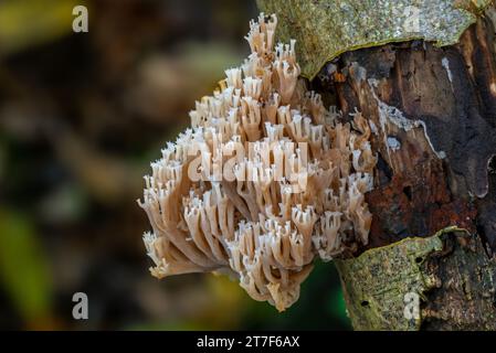 Kronenkorallen / Kronenkorallenpilz (Artomyces pyxidatus / Clavaria pyxidata), der im Herbst/Herbst auf verfallendem Holz im Wald wächst Stockfoto