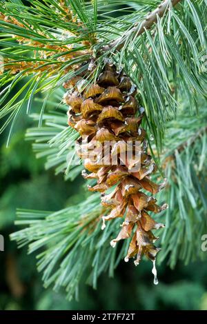 Pinus strobiformis, Kegel, Weißkiefer, Nadeln Limber Kiefer Stockfoto