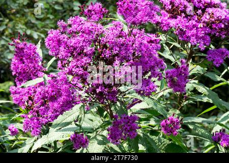 Großer Ironweed, Vernonia gigantea, Lila, Blume Stockfoto