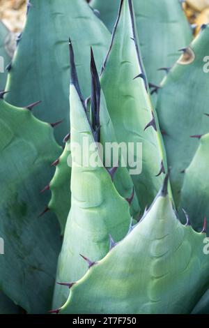 In Nordamerika heimisch, Maguey, Big Bend Century Plant, Sukkulent, Agave havardiana, Chisos Agave Dornen Stockfoto