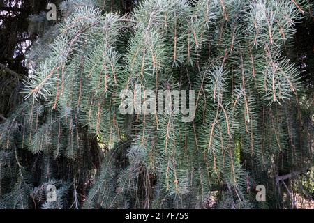 Brauer weinende Fichte, Picea Breweriana, Nadeln Stockfoto