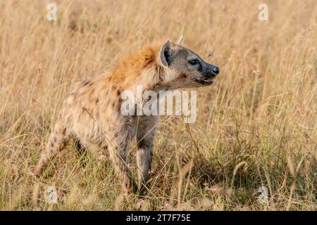 Hyäne in Masai Mara Kenia Afrika Stockfoto