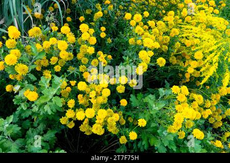 Kleinere Blüten von Heliopsis 'Asahi' im Garten falsche Sonnenblume Heliopsis helianthoides scabra 'Asahi' Stockfoto