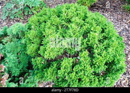Evergreen, Pflanze, Garten, Japanischer Zedernzwerg Cryptomeria japonica „Vilmoriniana“ Stockfoto