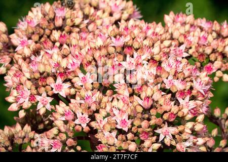 Stonecrop sedum, Hylotelephium telephium, Blume Stockfoto