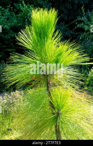 Pitchkiefer, Pinus palustris, Langblatt-Kiefer, Laub, Nadeln Stockfoto