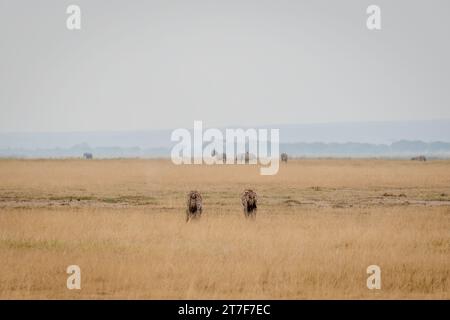 Hyäne in Masai Mara Kenia Afrika Stockfoto