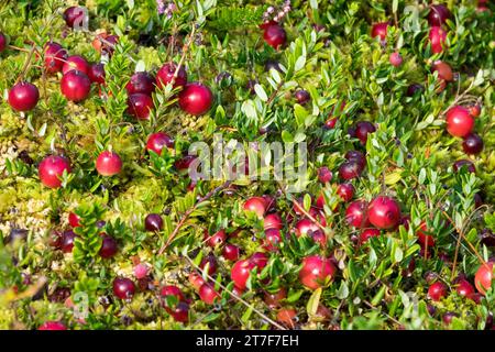 Torfmoor, Pflanze, amerikanische Cranberry, Vaccinium macrocarpon, Rot, Cranberries, essbar, Beeren Stockfoto