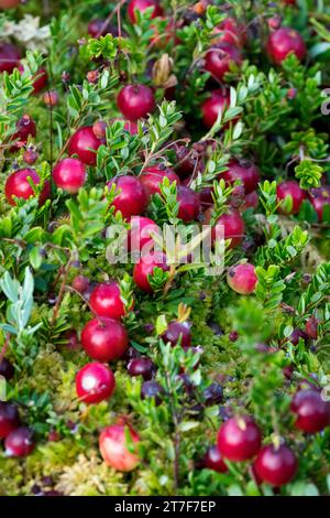 Amerikanische Cranberry, Vaccinium Macrocarpon, Rot, Beeren Stockfoto