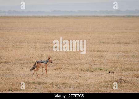 Jackal in Masai Mara Kenia Afrika Stockfoto