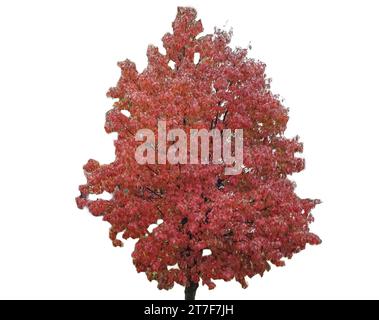 Eiche mit braunen Blättern im Herbst. Isoliert auf weiß Stockfoto