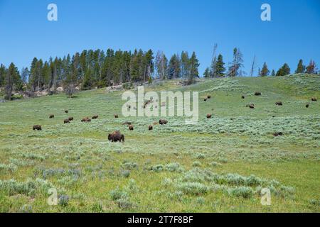 Viele Bisons treffen sich auf dem Grasland im Yellowstone-Nationalpark Stockfoto