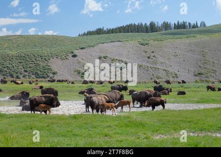 Viele Bisons treffen sich auf dem Grasland im Yellowstone-Nationalpark Stockfoto