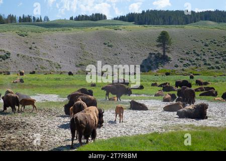 Viele Bisons treffen sich auf dem Grasland im Yellowstone-Nationalpark Stockfoto