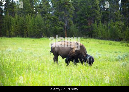 Ein Bison, der Gras im Yellowstone-Nationalpark isst Stockfoto