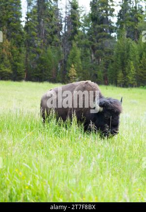 Ein Bison, der Gras im Yellowstone-Nationalpark isst Stockfoto