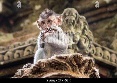 Makaken im Affenpark in Ubud, Bali, Indonesien Stockfoto