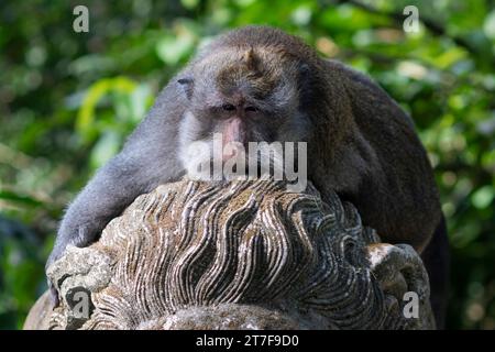 Makaken im Affenpark in Ubud, Bali, Indonesien Stockfoto