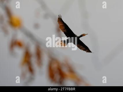 Darmstadt Impressionen 15.11.2023 Bunte Herbstmotive von und rund um das Kranichsteiner Jagdschloß mit dem angrenzenden Wald hier Blick auf schwarze Kormoran beim Überfliegen des Barkhausteiches Darmstadt Hessen Deutschland *** Darmstadt Impressionen 15 11 2023 bunte Herbstmotive aus und um das Kranichsteiner Jagdschloss mit dem angrenzenden Wald hier Ansicht von schwarzem Kormoran über den Barkhausteich Darmstadt Hessen Deutschland Credit: Imago/Alamy Live News Stockfoto