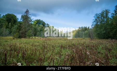Sumpfgebiet mit Pflanzen im Sommer, Sümpfe mit verschiedenen Pflanzenarten im Sommer Stockfoto