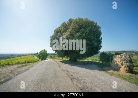 Die Holm Oak oder Holly Oak Tree in der Region Chianti. Gaiole in Chianti. Toskana, Italien Stockfoto