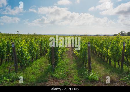 Bolgheri Rotwein Weinberge. Meer im Hintergrund. Alta Maremma, Toskana, Italien, Europa. Stockfoto